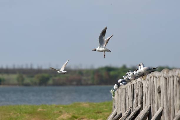 istock A flock of seagulls are sitting on the bridge 838543334