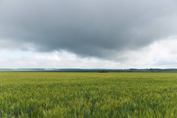 istock Bright wheat field against the sky with clouds 838545156