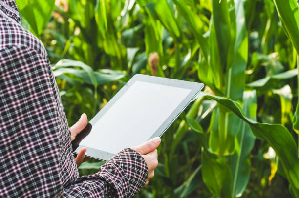 la donna contadina con il tablet pc in mano nel campo di mais - ipad farmer agronomy pc foto e immagini stock