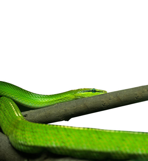 istock Red-Tailed Green Ratsnake on White Background, Clipping Path 838547462
