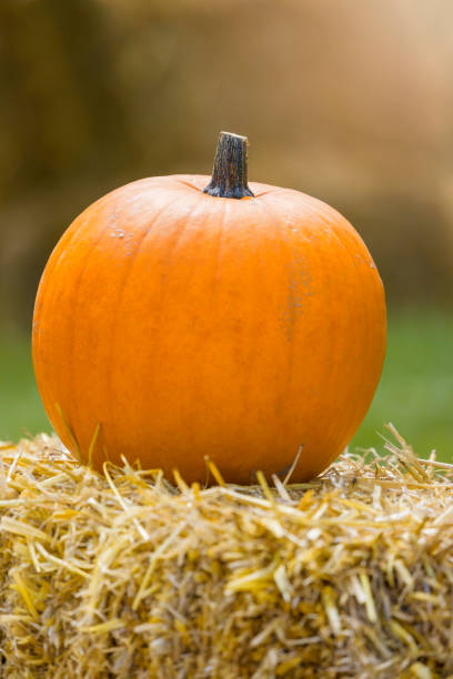 An arrangement of brightly colored pumpkins in sunshine sitting on bales of hay