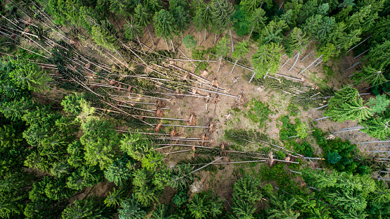 Storm damage in the forest, natural disaster - aerial view
