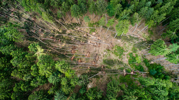 Storm damage in the forest Storm damage in the forest, natural disaster - aerial view pine tree lumber industry forest deforestation stock pictures, royalty-free photos & images