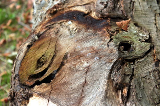 istock DEAD TREE TRUNK ECORCE DETAILS AND WOOD STRATA 838550378