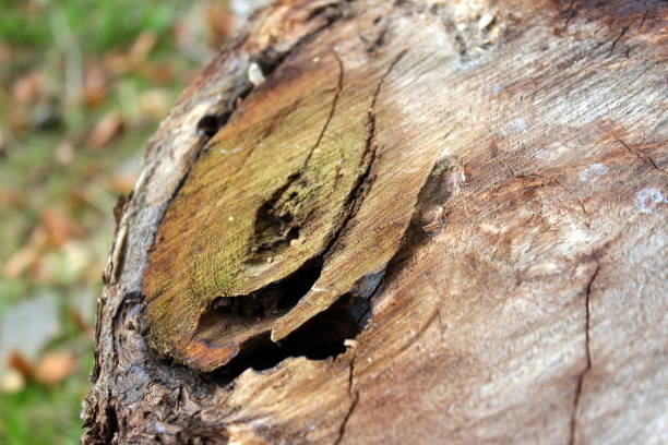 istock DEAD TREE TRUNK ECORCE DETAILS AND WOOD STRATA 838550592