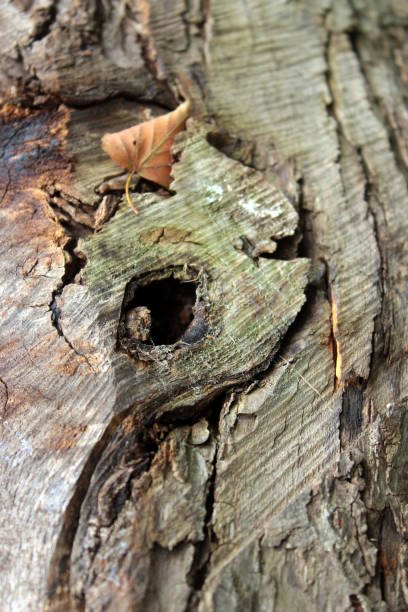 istock DEAD TREE TRUNK ECORCE DETAILS AND WOOD STRATA 838550612