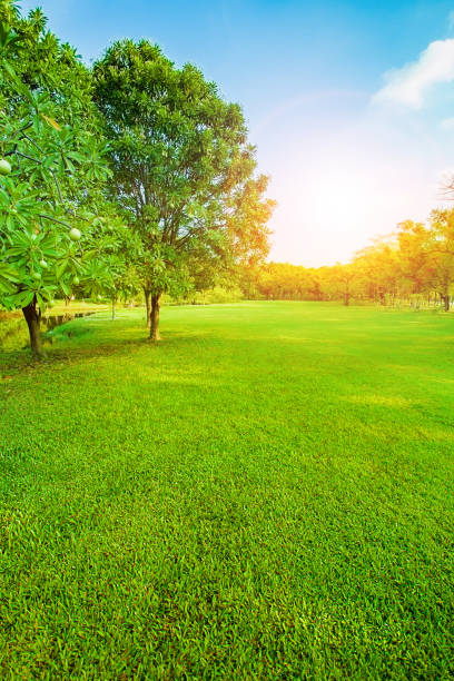 istock beautiful morning light in public park with green grass field vertical form 838551682