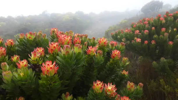 Flowers Protea Fynbos waboom Cape Town Table Mountain South Africa
