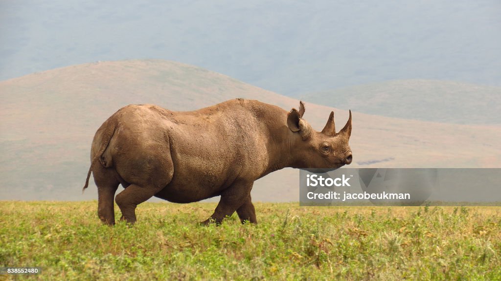 Rhino black savanna wildlife safari animals Ngorongoro Tanzania Africa horn Ngorongoro Conservation Area Stock Photo