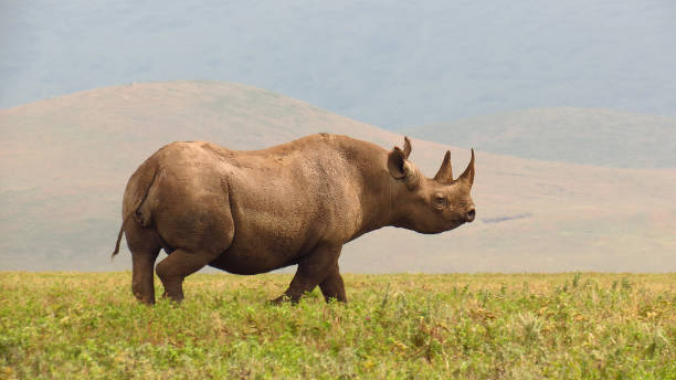 Rhino black savanna wildlife safari animals Ngorongoro Tanzania Africa horn stock photo