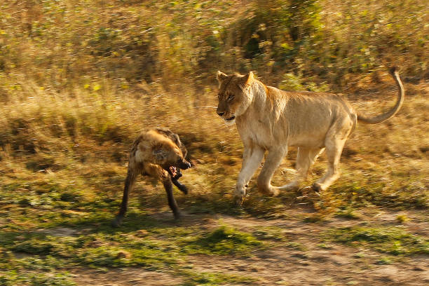 Lioness chase attack spotted hyena wildlife savanna Africa safari Kruger stock photo