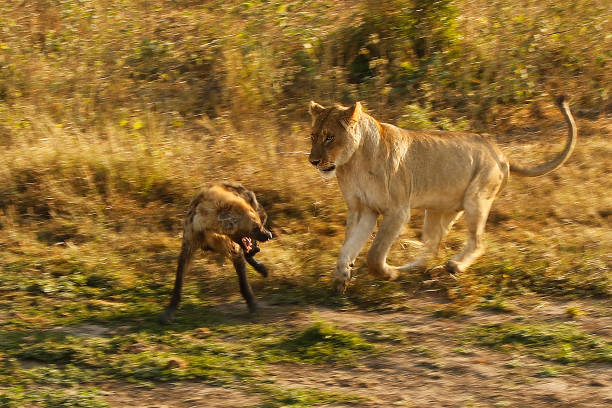 ataque de perseguição de leoa manchado safari kruger áfrica savanas do vida selvagem hiena - hiena - fotografias e filmes do acervo