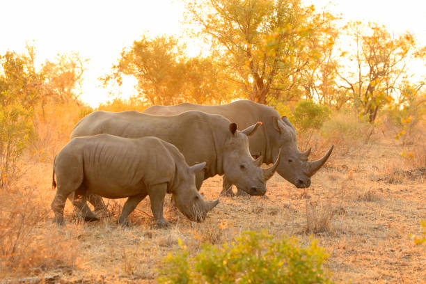 rhino weiße familie kruger afrikas tierwelt savanne lowveld safari natur - nashorn stock-fotos und bilder