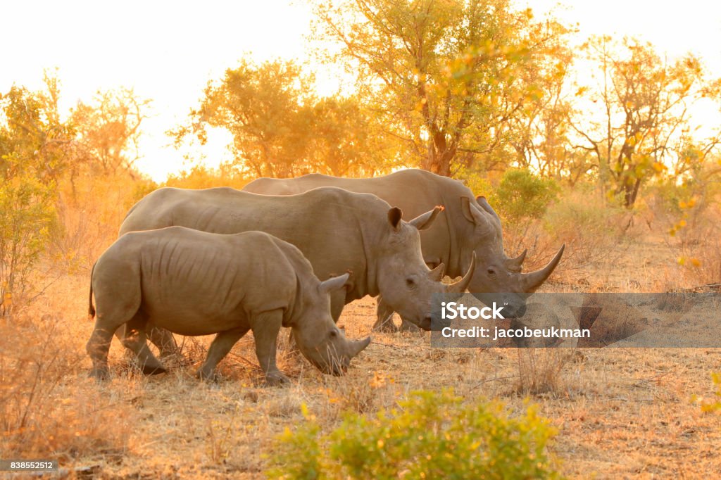 Rhinocéros blanc famille Kruger Afrique la faune savane lowveld safari nature - Photo de Rhinocéros libre de droits