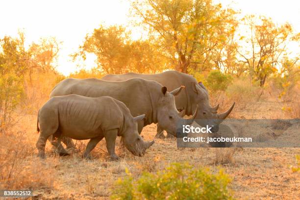 Photo libre de droit de Rhinocéros Blanc Famille Kruger Afrique La Faune Savane Lowveld Safari Nature banque d'images et plus d'images libres de droit de Rhinocéros