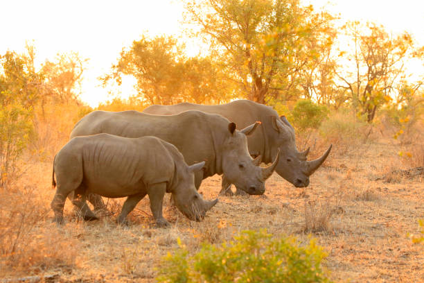 rinoceronte famiglia bianca kruger africa fauna selvatica savana bassa natura safari - pachiderma foto e immagini stock