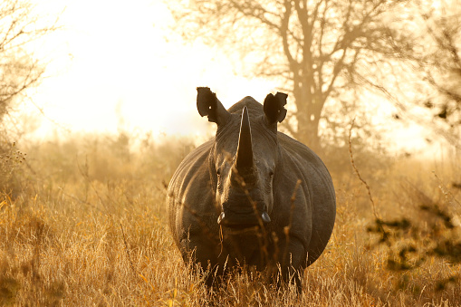Rinoceronte blanco africano lowveld fauna safari juego drive naturaleza Sabana de Kruger photo