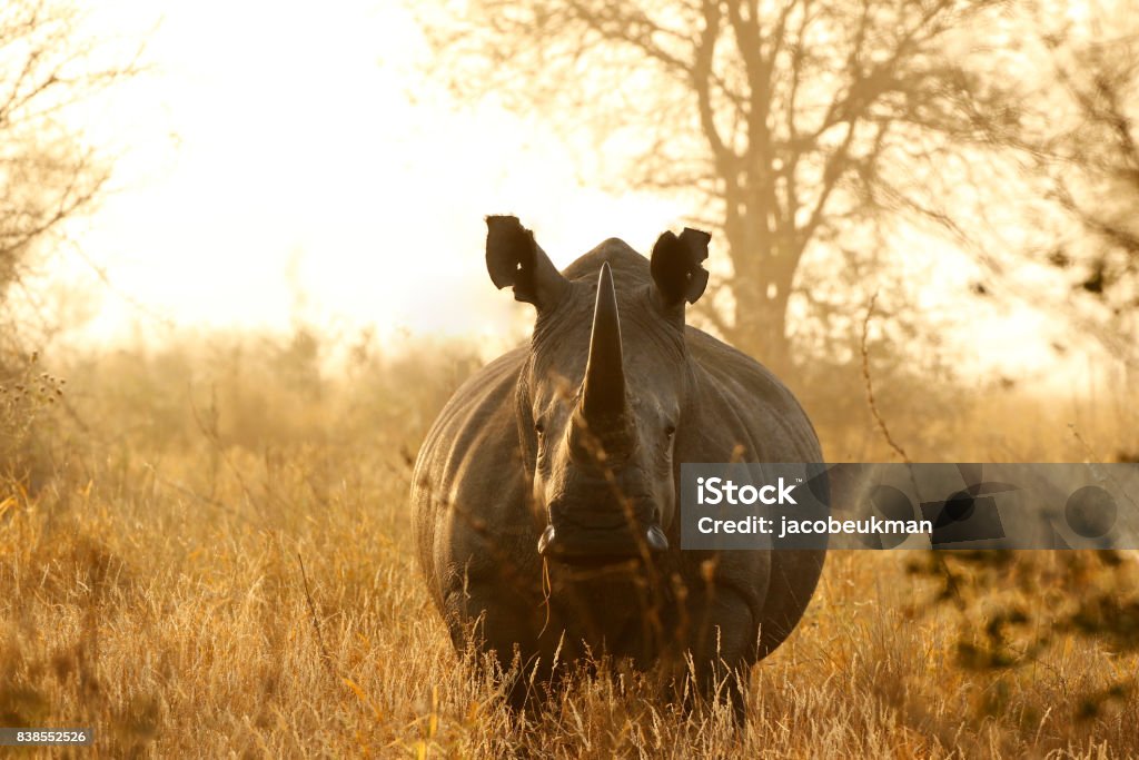 Rhino White African lowveld wildlife safari game drive Kruger savanna nature Rhinoceros Stock Photo