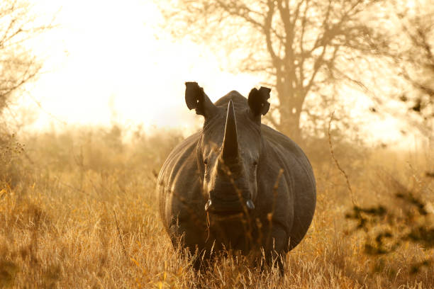 Rhino White African lowveld wildlife safari game drive Kruger savanna nature stock photo