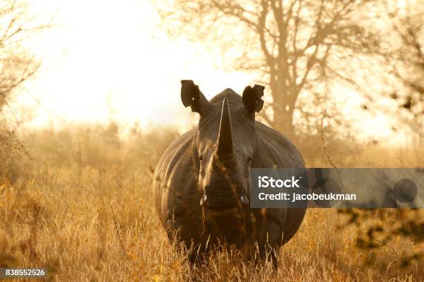 Rhino White African Lowveld Wildlife Safari Game Drive Kruger Savanna Nature Stock Photo - Download Image Now