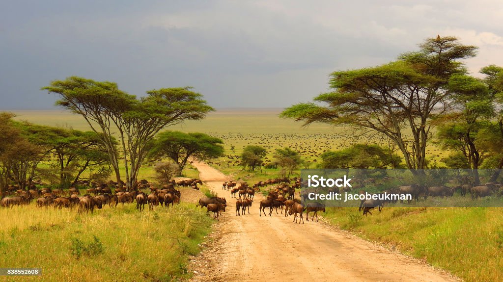 Serengeti plains Tanzania Africa wildebeest migration animals wildlife safari trees road grass Safari Stock Photo