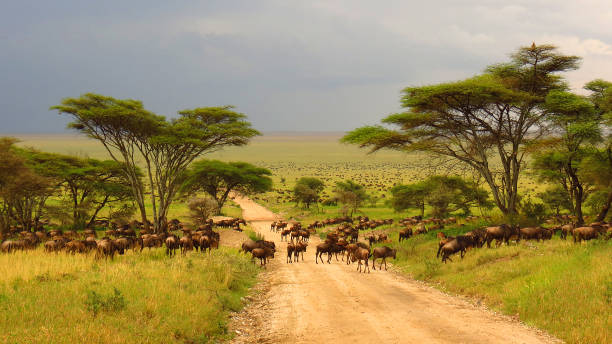 Serengeti plains Tanzania Africa wildebeest migration animals wildlife safari trees road grass stock photo