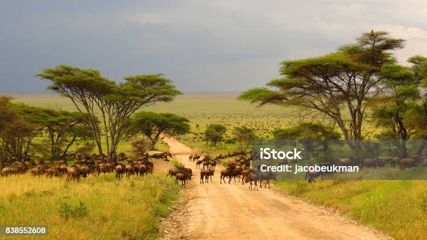 Serengeti Plains Tanzania Africa Wildebeest Migration Animals Wildlife Safari Trees Road Grass Stock Photo - Download Image Now