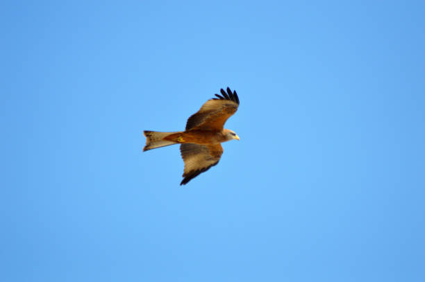 Malagasy kestrel or newton's falcon Malagasy kestrel or newton's falcon in full flight in the sky. The Malagasy Kestrel or Newton's Falcon is a species of bird of prey in the Falconidae family. espèces en danger stock pictures, royalty-free photos & images