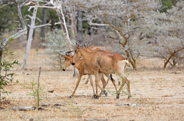 istock Hartebeest, Selous Game Reserve, Tanzania 838556496