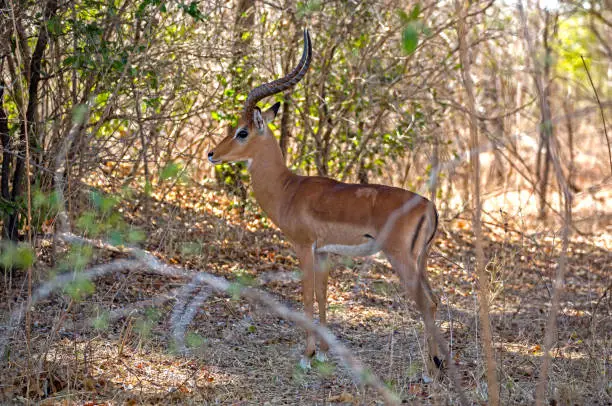 Photo of Impala, Selous Game Reserve, Tanzania