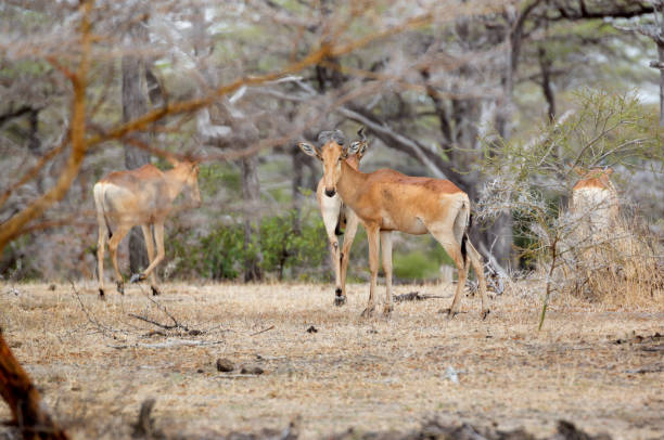 istock Hartebeest, Selous Game Reserve, Tanzania 838558846