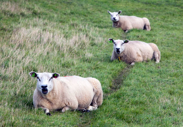 istock three sheep lie in grass of meadow in holland 838563368
