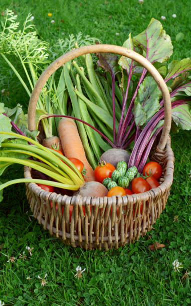 istock Wicker basket with a selection of allotment vegetables 838564054