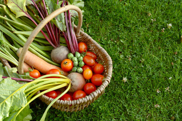 istock Rustic basket filled with fresh vegetables from an allotment 838564424