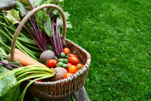 istock Woven basket filled with freshly harvested vegetables from an allotment 838564934