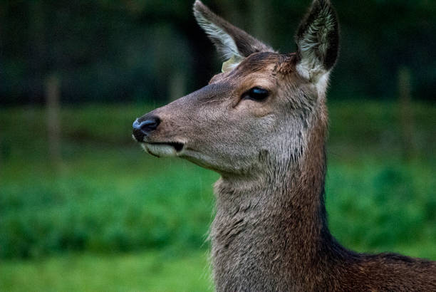 istock Close up of a Deer 838571988
