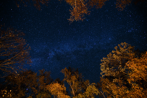 Dark blue night starry sky above the mystery autumn forest with orange and yellow trees. Long exposure photo of milky way stars in the woods.