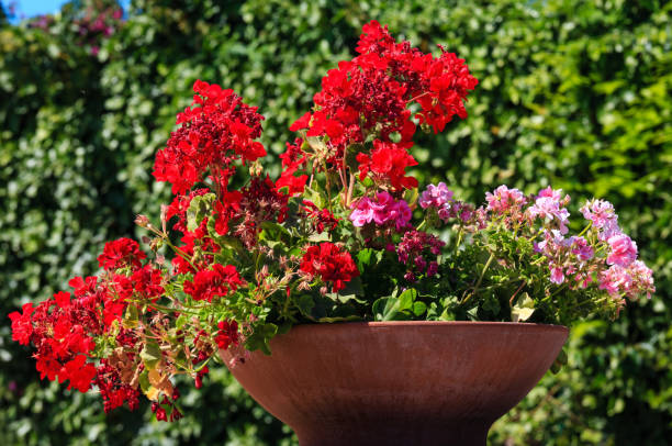 istock Geranium in flowerpot outdoor. 838579036