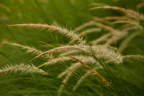istock Beautiful Yellow Grass Weed captured with shallow depth of field 838580264