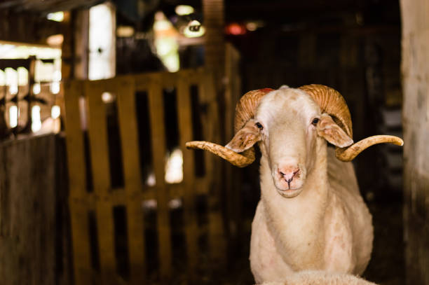 Sheep sold in the animal market for the sacrifice feast in Turkey. stock photo