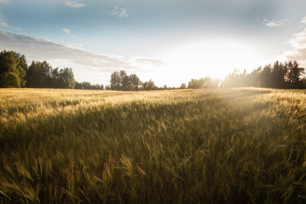istock Hunting at golden hour 838688398