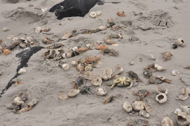 istock Ameland, dead seagull at the beach 838722888