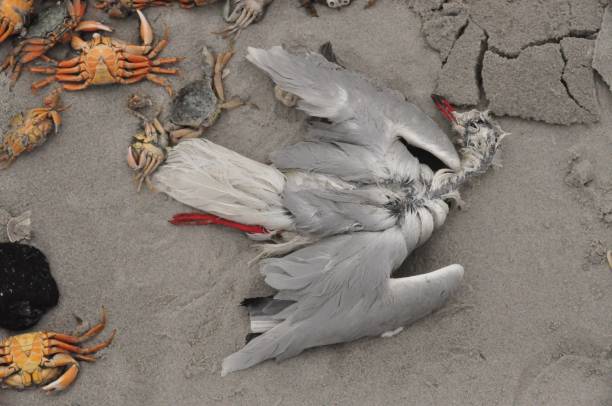 istock Ameland, dead seagull at the beach 838723292