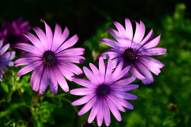 istock Magaritan flowering in Spain 838726018