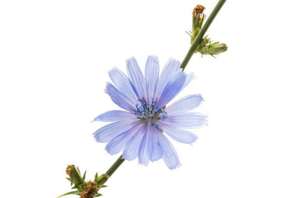 chicorée fleur  - succory photos et images de collection