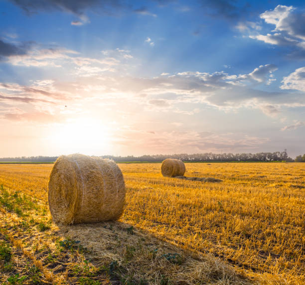 istock summer wheat field after a harvest at the sunset 838731586