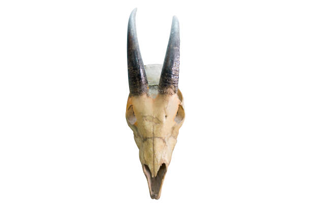 istock Skull of a horned animal 838731734
