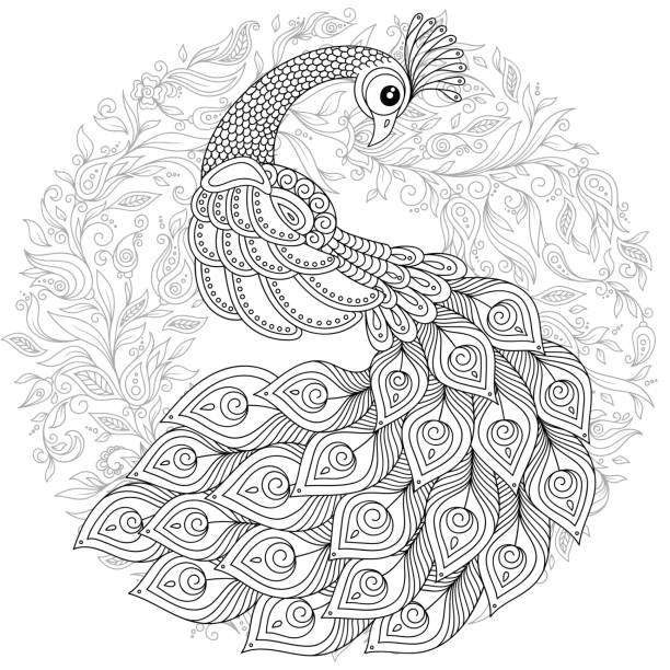 ilustraciones, imágenes clip art, dibujos animados e iconos de stock de pavo real en estilo doodle. página para adultos antiestrés para colorear. - peacock feather outline black and white