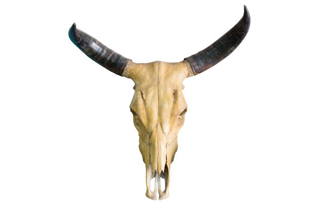 istock Skull of a horned animal 838741628