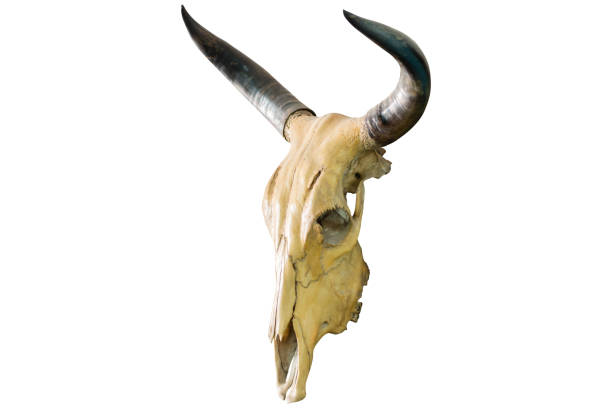 istock Skull of a horned animal 838742104